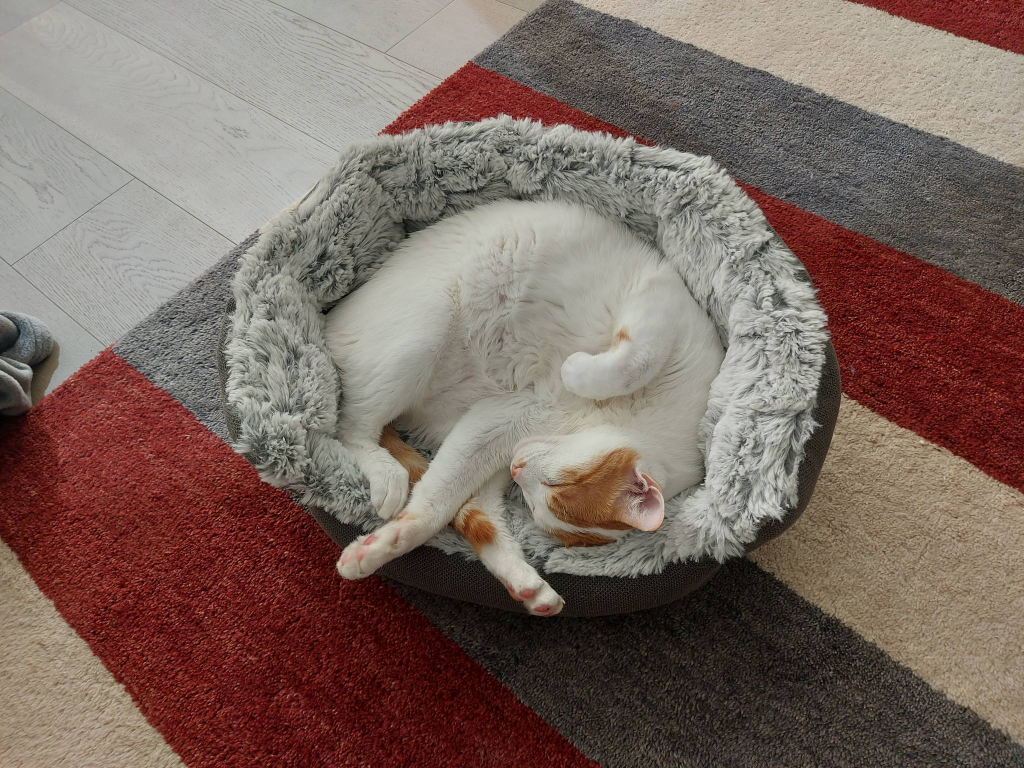 A cute cat curled up in a grey cat bed. He's white with a few patches of ginger.